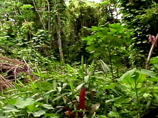 Island Fever Scene 3