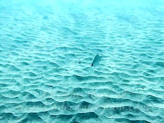 Gill's underwater teen smut